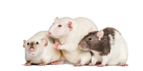 Domestic rats against white background