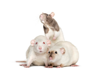 Domestic rats against white background