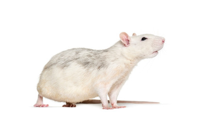Domestic rat against white background
