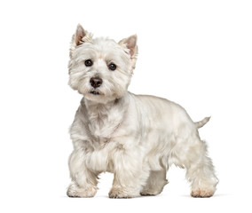 West Highland White Terrier standing against white background