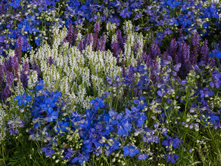 Close up of an interesting colour cordination of blue, mauve, purple and white flowers in a garden flower border
