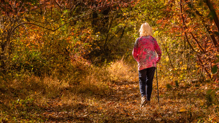 Fototapeta premium Senior woman hiking in the woods through colorful autumn foliage