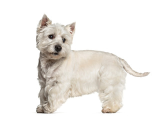 West Highland White Terrier standing against white background