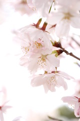 ふくふく地蔵の桜