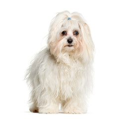 Maltese standing against white background