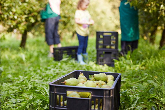 Girl harvesting organic williams pears, helping organic farmers