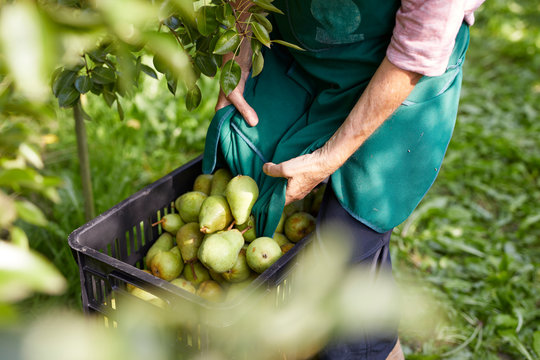 Organic farmers harvesting williams pears