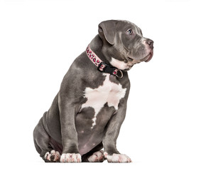 Young American Bully sitting against white background