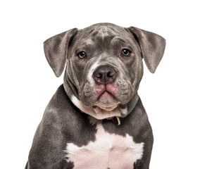 Young American Bully against white background