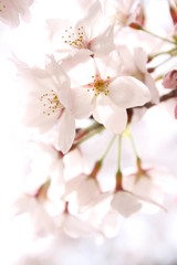 Naklejka na ściany i meble ふくふく地蔵の桜