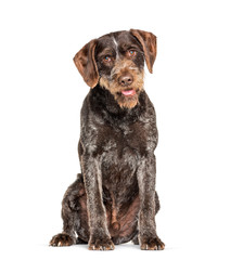 German Wirehaired Pointer also know as Drahthaar sitting