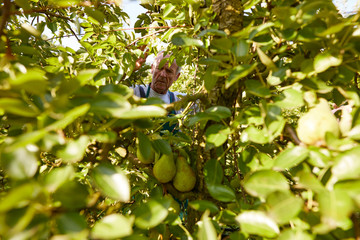 Organic farmer harvesting williams pears