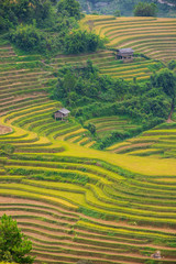 Fototapeta na wymiar The rice terraces heritage on the majestic mountains range and deep valley with ripe yellow rice field and colorful dramatic layout