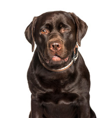 Chocolate Labrador retriever sitting against white background