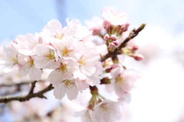 Fototapeta na wymiar ふくふく地蔵の桜