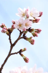 Obraz premium ふくふく地蔵の桜