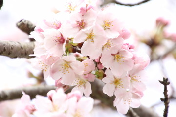 ふくふく地蔵の桜