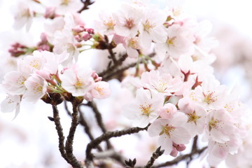 ふくふく地蔵の桜