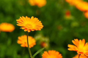 Calendula officinalis, the pot marigold, ruddles, common marigold or Scotch marigold.