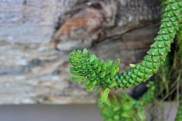 Ornamental Hemp cactus in pot on the wall wooden.Close up.