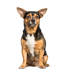Mixed-breed dog with chihuahua sitting against white background