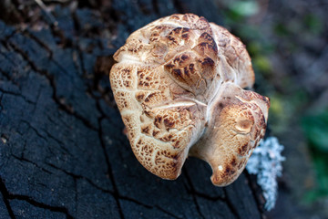 Beautiful forest mushrooms with a white cap and brown specks on a stump. Mushroom close-up in a natural habitat Organic natural mushrooms in nature