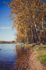 autumn landscape. ducks swim in the river on the background of trees