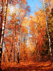 Fototapeta premium autumn landscape forest with yellow red leaves with sunny light beams