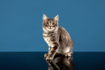 Explore new territory. Young cat or kitten sitting in front of a blue background. Flexible and pretty pet. Studio shot of animal.