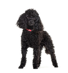 Poodle standing against white background