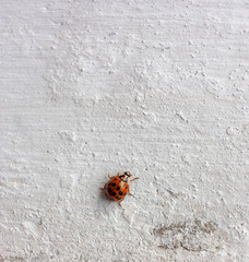 Red ladybug on a grunge white wall with cracks.