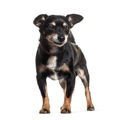 Mixed-breed dog standing against white background