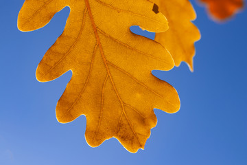 Fototapeta na wymiar Yellow oak leaf on blue sky background