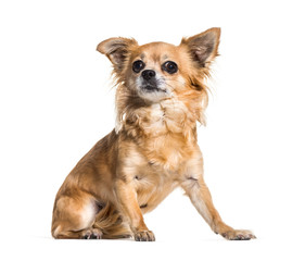 Chihuahua dog sitting against white background