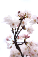 ふくふく地蔵の桜