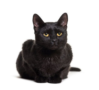 Black mixed-breed domestic cat lying against white background