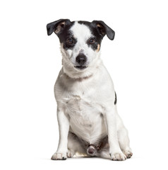 Jack Russell Terrier sitting against white background