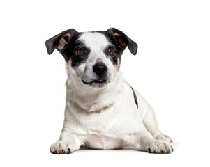 Jack Russell Terrier lying against white background