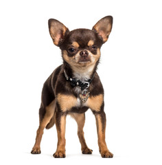 Illness Chihuahua with one eye less standing against white