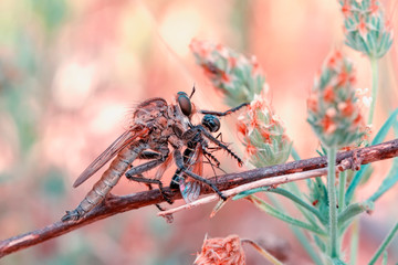Macro shot of a robber fly 
