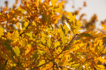 Branches of autumn oak with yellow leaves. Full frame