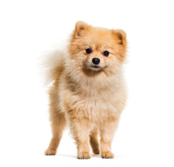 Pomeranian dog standing against white background © Eric Isselée