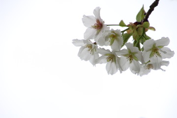 ふくふく地蔵の桜
