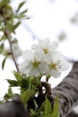 ふくふく地蔵の桜