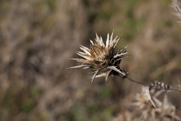 thistle on a background