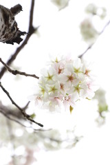 Fototapeta premium ふくふく地蔵の桜