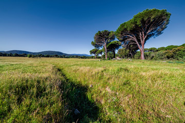 Pinos en las praderas de La Adrada. Avila. España. Europa.