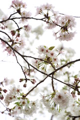 ふくふく地蔵の桜