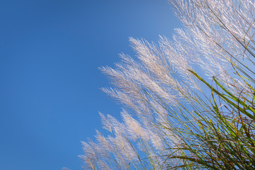 beautiful white reed grass swaying in the wind with blue sky background
