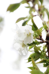 Obraz premium ふくふく地蔵の桜